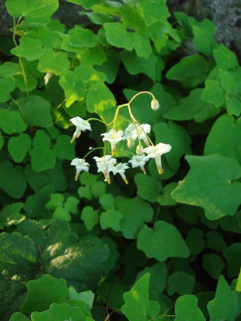 Vancouveria hexandra fleur
